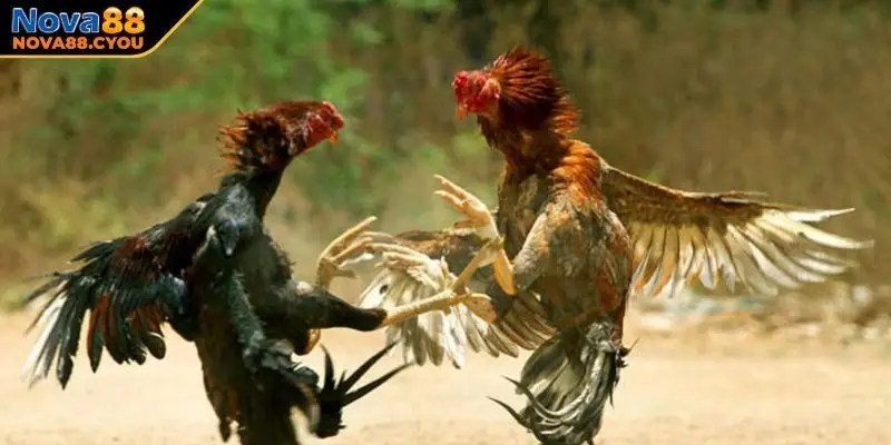 Các bí quyết tham gia cược gà đá Thomo hiệu quả cần nắm