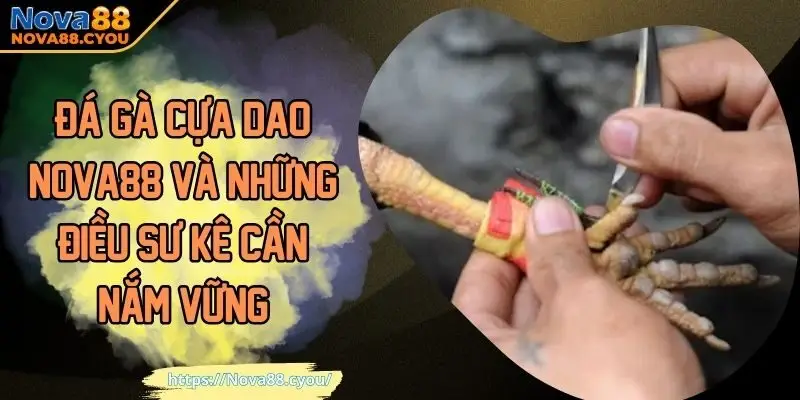 đá gà cựa dao
