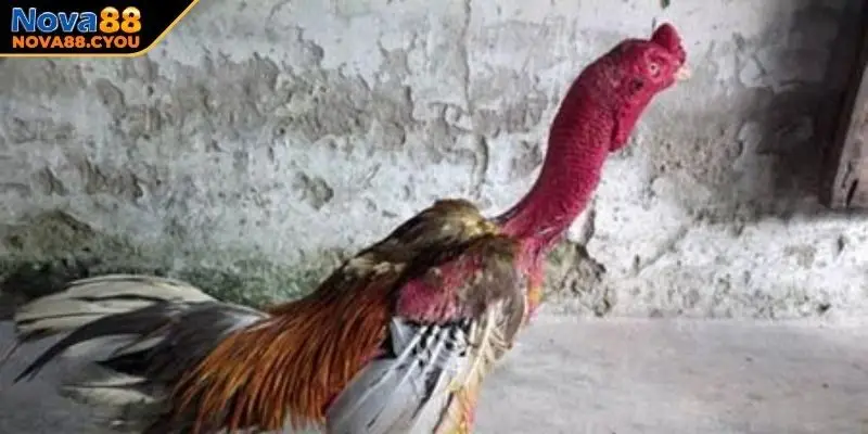 Giới thiệu khái quát về dòng gà chọi