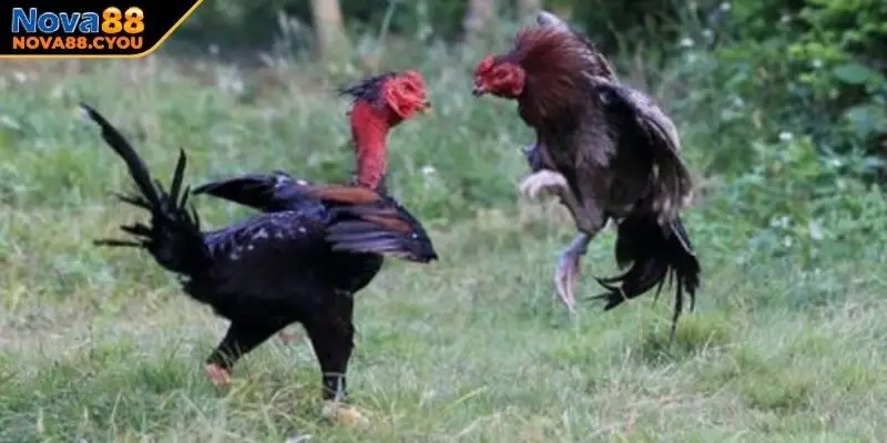 Giống chiến kê thân hình đồ sộ tại Phan Rang