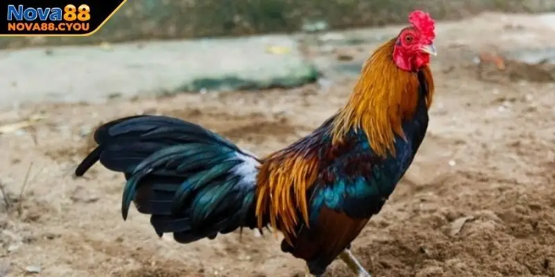 Giống gà Thái máu chiến trong cựa dao