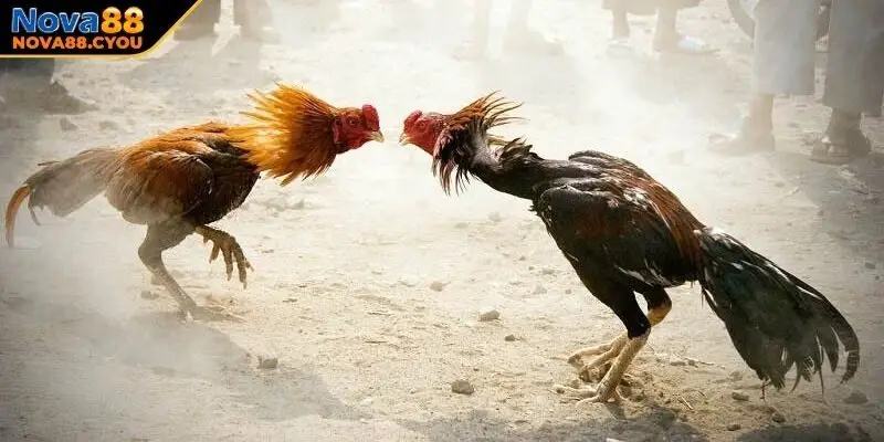 Luật chơi gà đá Thomo cho người mới bắt đầu