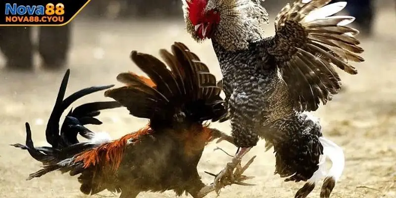 Một số dạng cá cược đá gà Thomo NOVA88 phổ biến nhất