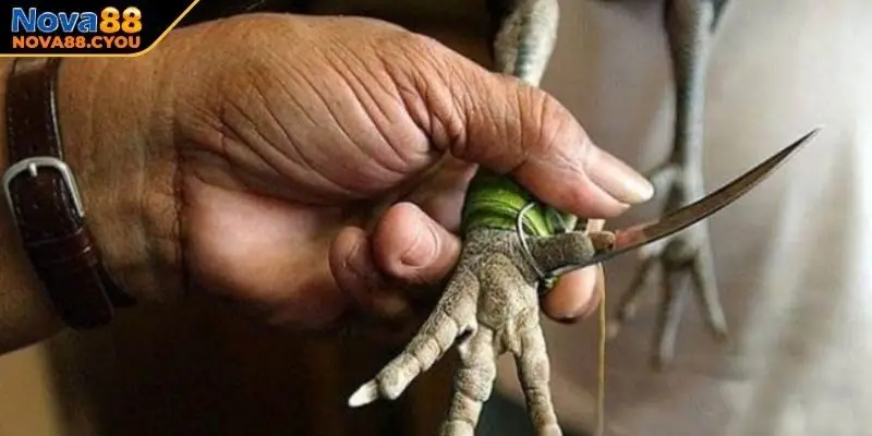 Những điều khiến đá gà cựa dao hấp dẫn các kê thủ