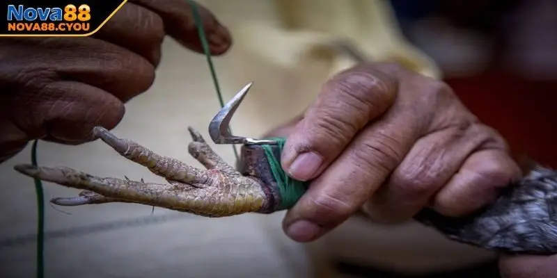 Quy tắc chọi gà bọc cựa dao được nhà cái NOVA88 sử dụng