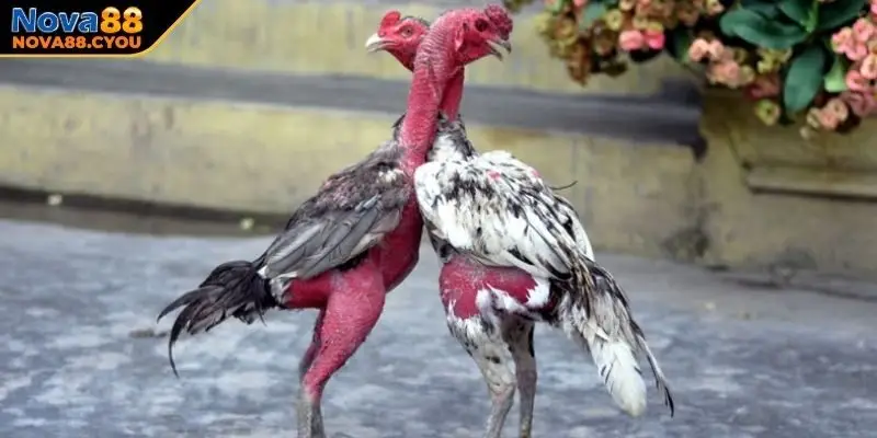 Top những dòng gà chọi hay nhất Việt Nam mọi người cần biết